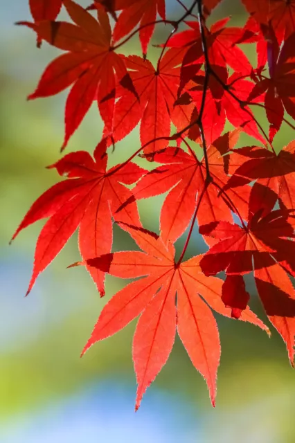 10 RED JAPANESE MAPLE Tree Bloodgood Ornamental Acer Palmatum Seeds