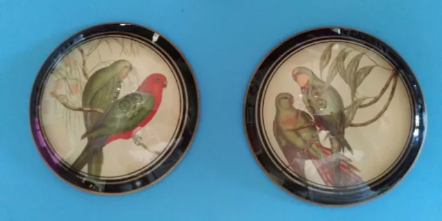 Vtg PARAKEETS Pair Peter Watson's Hand Made Ornate Round Convex Glass (2) VGC
