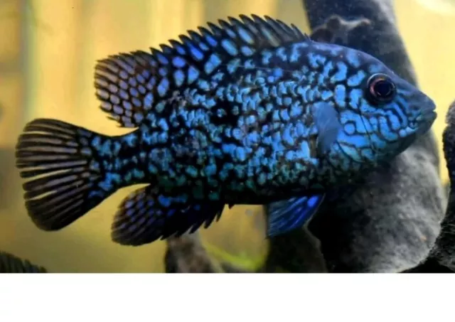 (2) ELECTRIC BLUE CARPINTIS CICHLID (Zues Line) 1"+