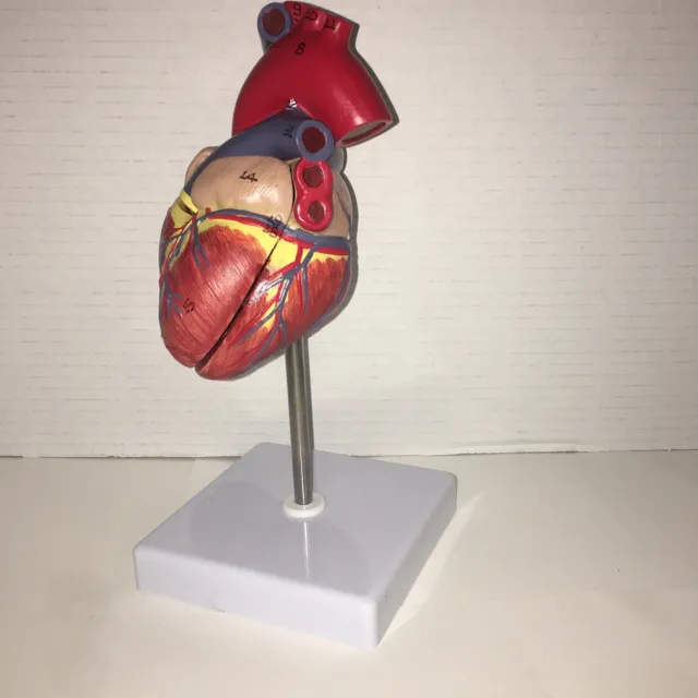 Human Heart Model For Teaching Demonstration