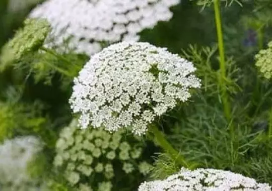 Flower -Ammi Majus – Bishops Flower -2000 Quality Seeds - 1st Class