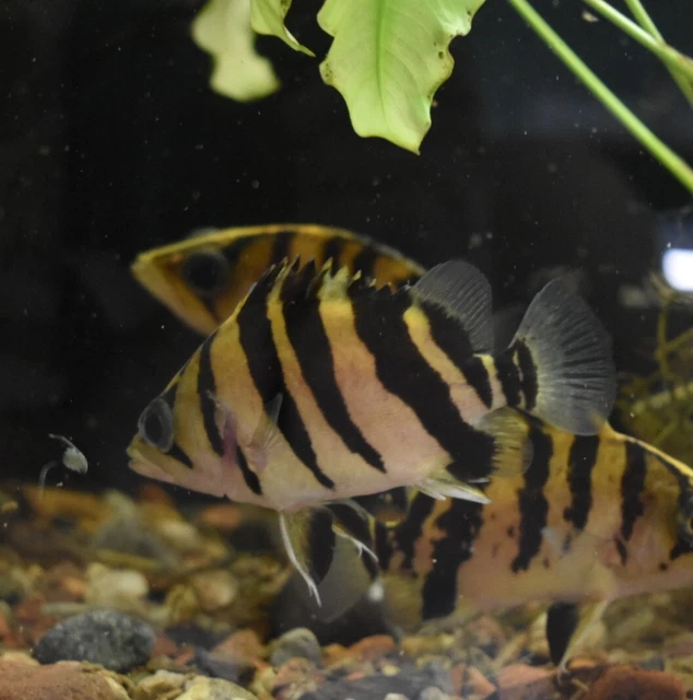 Live Indonesian Tiger Datnoid (4" Freshwater Aquarium Fish) *PLS READ DESCR* 10