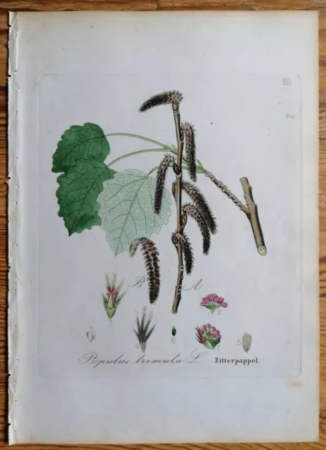 David Dietrich Forstflora Originaldruck Botanik Pappel Zitterpappel - 1839