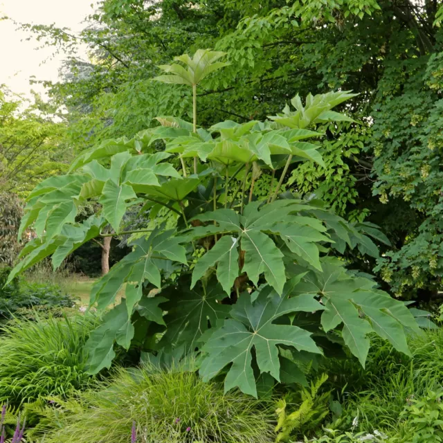 TETRAPANAX REX,,RARE!!  Hardy (herbaceous in hard winters).