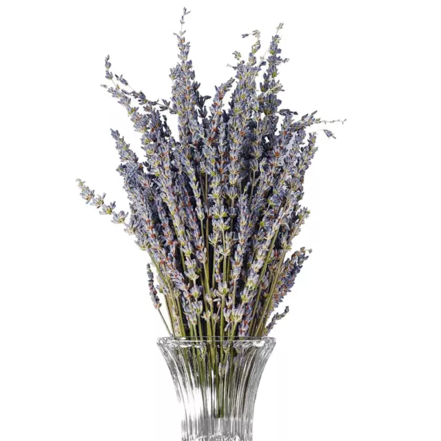 Dried Lavender Natural Dried Lavender Bunch Lavender Plant Immortal