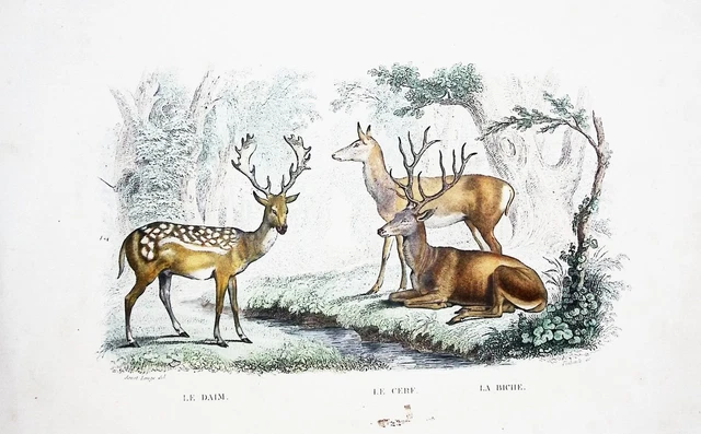 Lithographie Colorise Ma L Main  Tire De Buffon 1834 Le Daim Le Cerf Et La Biche