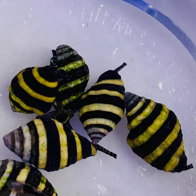 Bumble Bee Snails Marine/Saltwater - Live Invertebrates(6-pack)