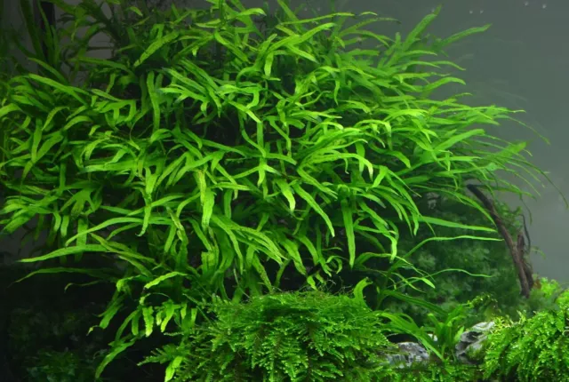 Microsorum pteropus Trident Live Aquarium Plants Java Fern Aquascaping Tank EU 2