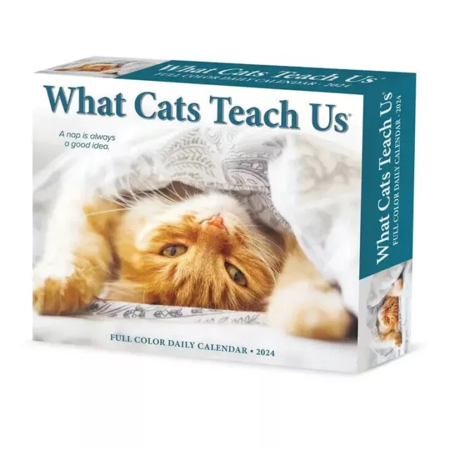 Willow Creek What Cats Teach Us 2024 6.2" x 5.4" Box Calendar w