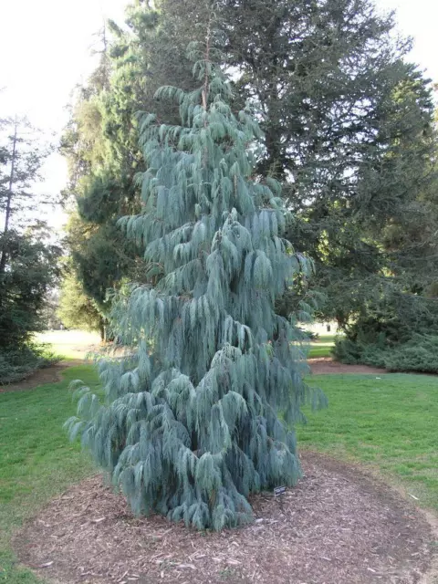 Kashmir Cypress, Cupressus cashmeriana, Tree Seeds (Fragrant Weeping Evergreen)