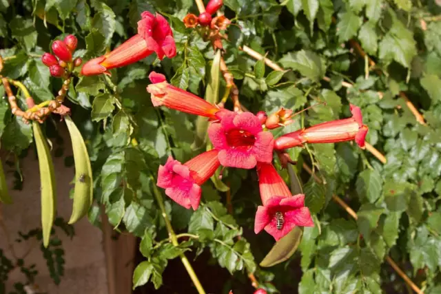 5 Semillas De Bignone, Campsis Radicans, Trompeta Virginia