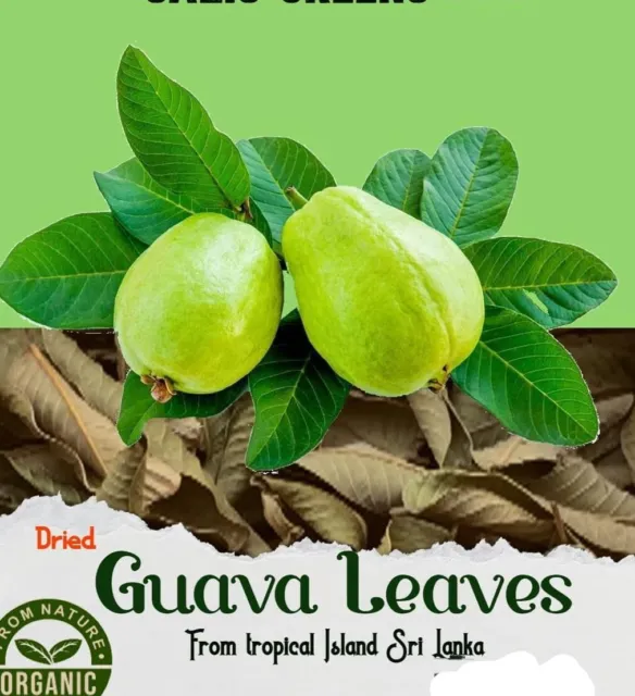 100 Organic Guava leaves fresh dried Hojas de Guayaba Guayabo Psidium Guajava