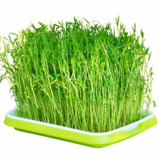PLATEAU DE GERMINATION de graines de boîte d'herbe à chat hydroponique pour  la EUR 9,46 - PicClick FR