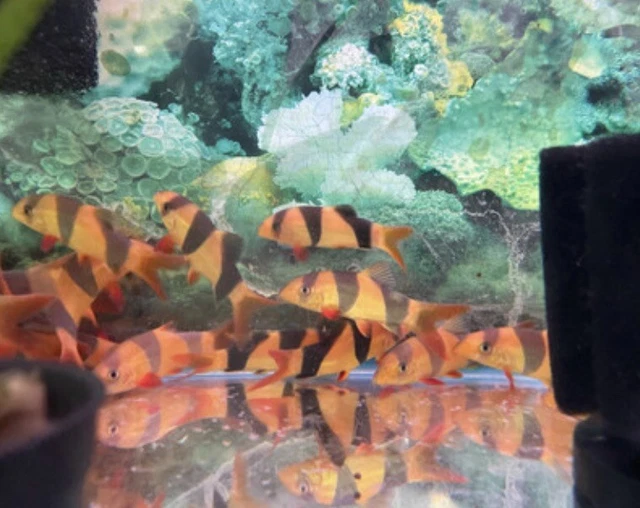 Pack of 2 Clown Loach Live