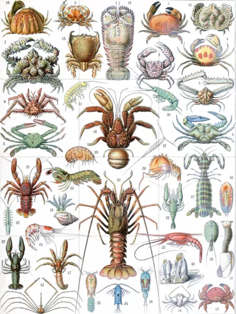 Tile Mural/Mosaic Ceramic Panel of Crustaceans - Adolphe Millot Print - Sea Life