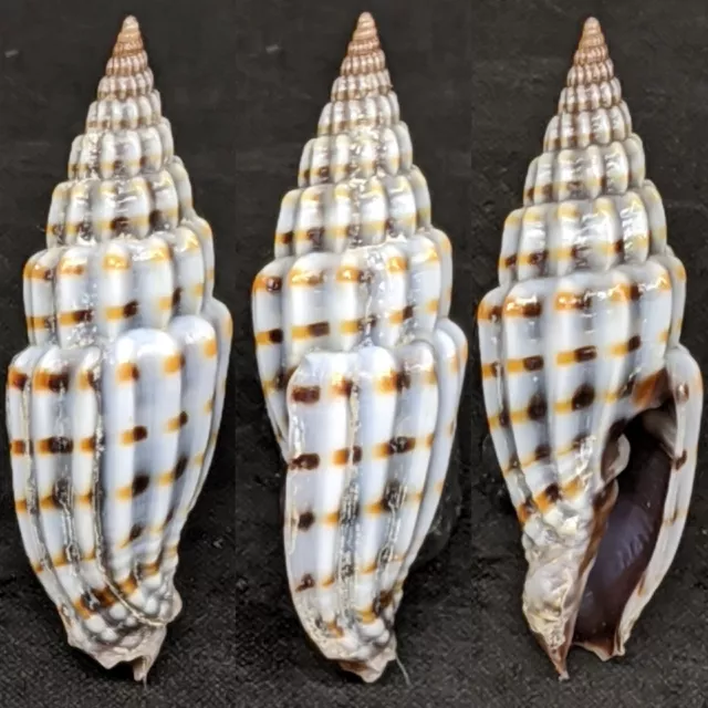 Vexillum taeniatum 18.2mm COSTELLARIIDAE  Ribbed Miter Seashell