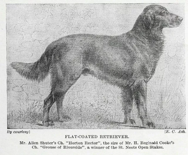 Flat Coated Retriever - 1934 Vintage Dog Art "Photo" Print - CUSTOM MATTED