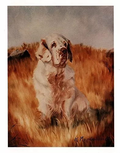 New Clumber Spaniel in Field Notecards 12 Note Cards 12 Envelopes Ruth Maystead