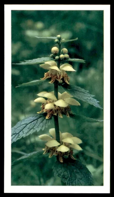 Grandee Britain's Wild Flowers 1986 - Yellow Archangel Galeobdolon luteum No. 4