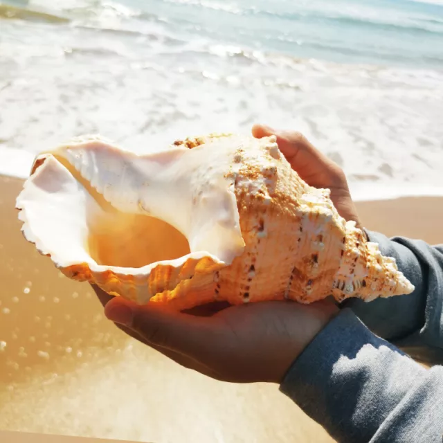 Large Natural Conch Sea Shells Seashell For Home Decorations Fish Tank Collector