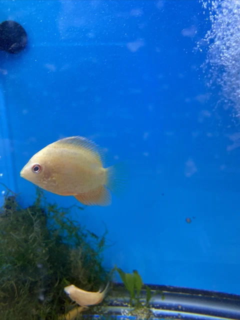 Red Spotted Severum Cichlid - Heros sp. - Live Fish  (2.25-2.5”)