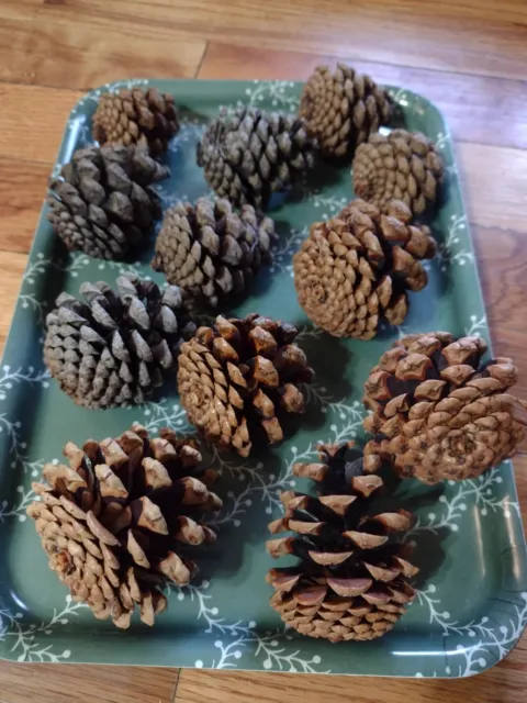 One doz conos de pino KS naturales - pequeños/medianos/grandes para artesanías, decoraciones