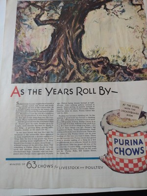 Purina Chows For Livestock And Poultry Ad 1930 And Others