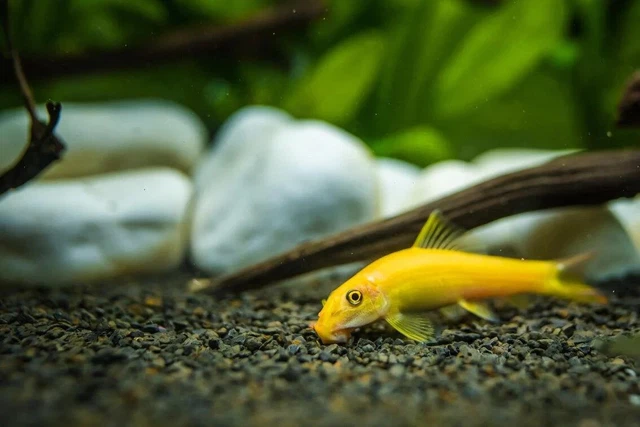 1 Pair Live Gold Algae Eater Premium Freshwater Tropical Fish High Quality A+++