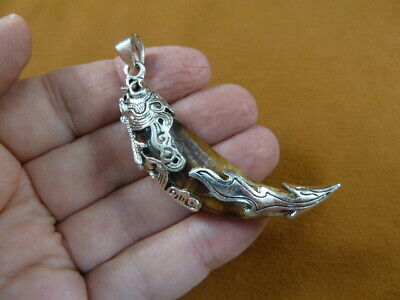 AK-TOOTH-99) 2-1/2" Fossil 1000 yrs old Wolf tooth silver filigree flame pendant