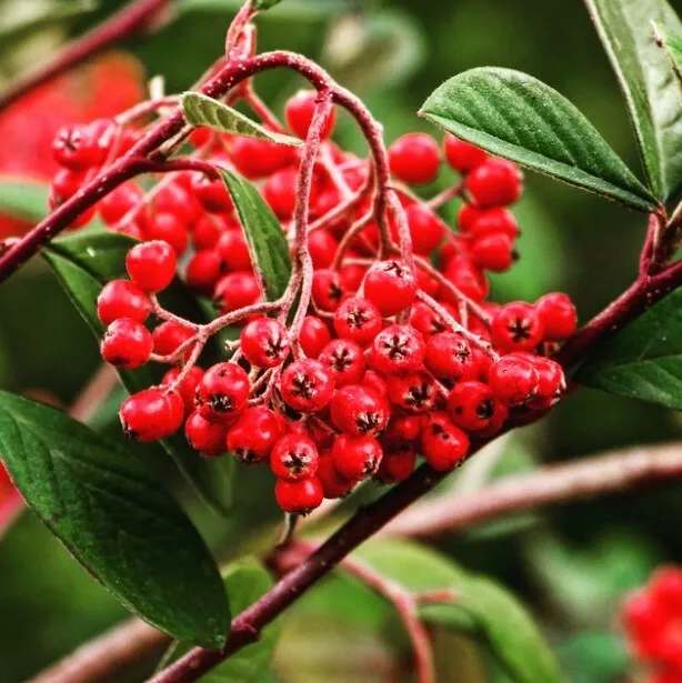 Cotoneaster lacteus ** (1 pianta A40-5x6,5x15)