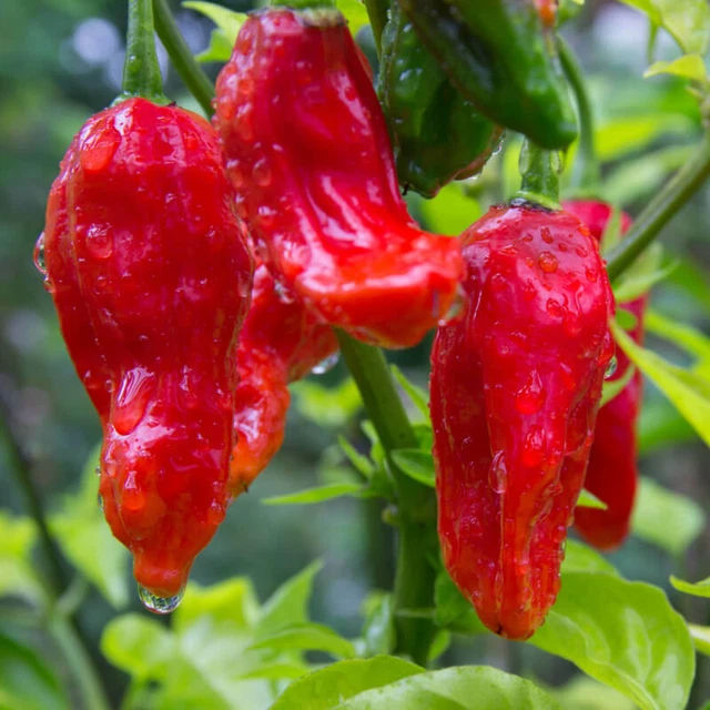 Graines De Piment Bhut Jolokia Purple - 10 Graines - Un Des Piments Les Plus Forts Du Monde - Pour Culture Amateur
