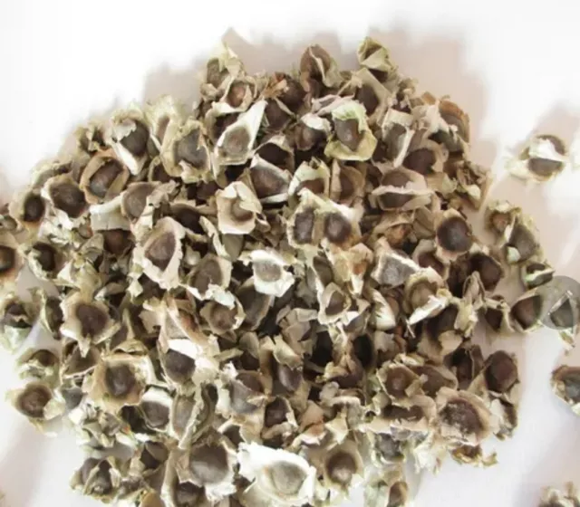 20 Moringa Oleifera Seeds Organic NON GMO For Planting Sprouting Food Superfood