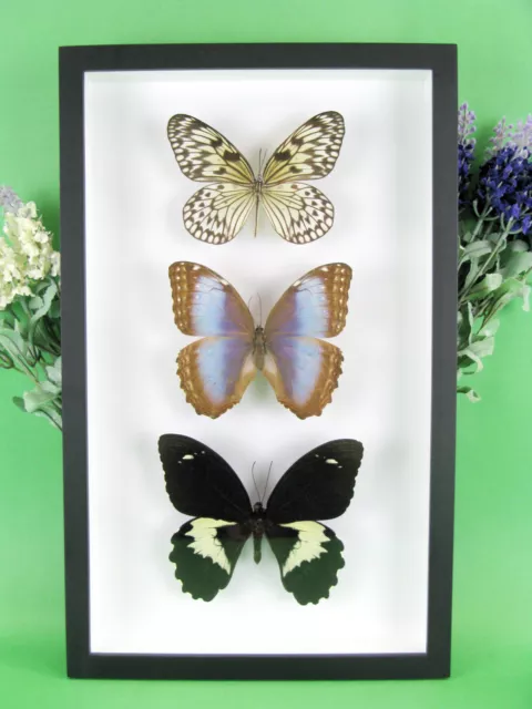 3 real beautiful and huge butterflies in the XXl showcase - single piece - 04