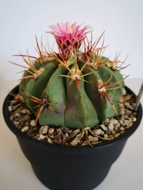 Ferocactus Macrodiscus ein weiterer Hammer Kaktus aus meiner Sammlung!!!