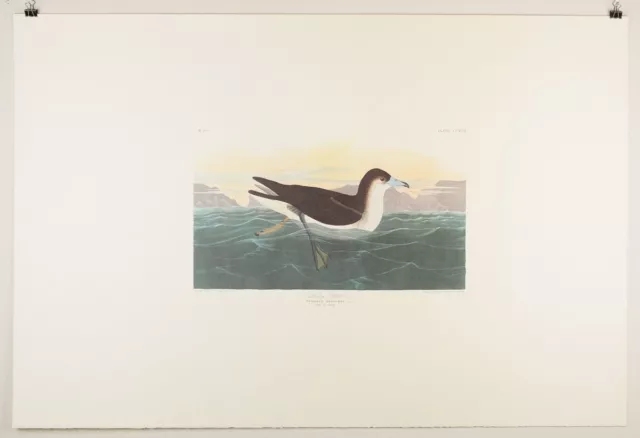 Audubon Birds of America Plate 299-Dusky Petrel Amsterdam Edition