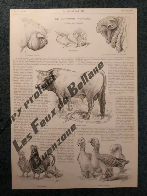 CONCOURS AGRICOLE TAUREAU GASCON BELIER MERINOS POULES 1894 gravure document