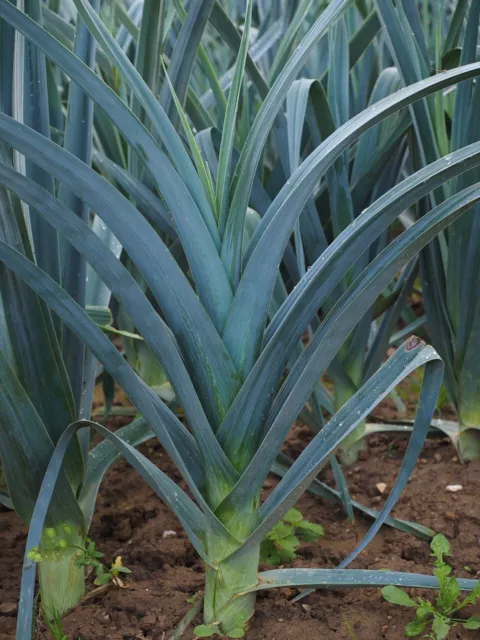 Lot de 250 Graines de Poireau Bleu de Solaise - 100% Reproductible et français