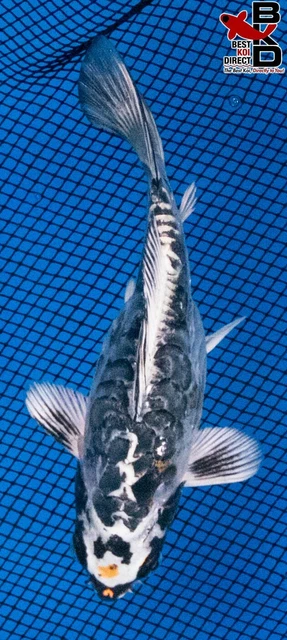 5" KIN KIKOKURYU Live Koi Fish Garden Pond Fin BKD 3/21
