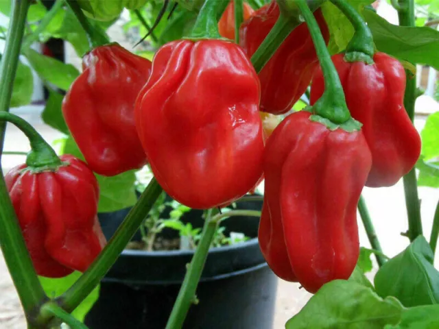 HABANERO RED, 25 hot pepper seeds + FREE GIFT + FREE SHIPPING
