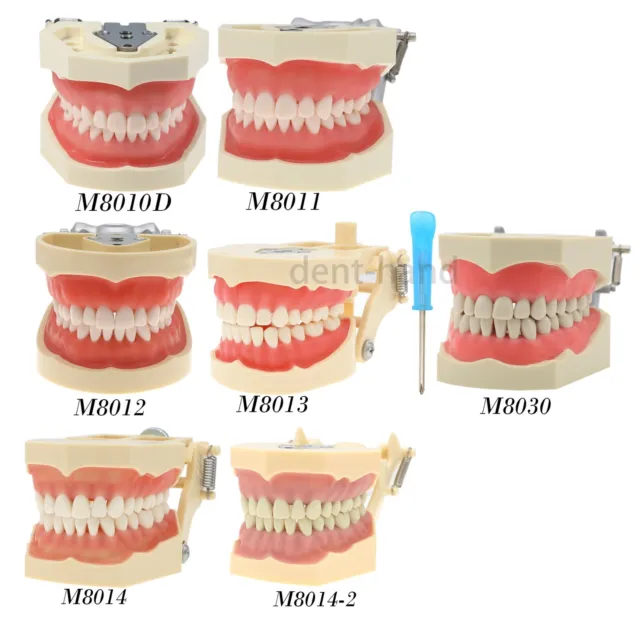 Dental Typodont Training Model 28/32 Teeth Fit NISSIN Kilgore Columbia Frasaco