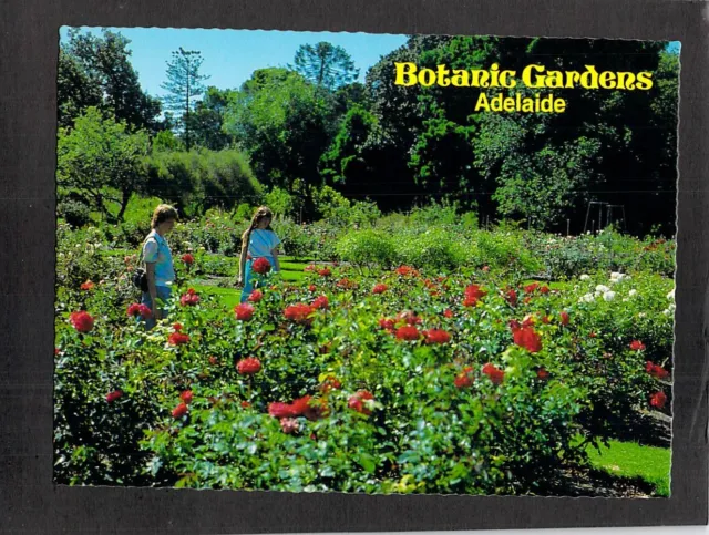 C7803 Australia SA Adelaide Botanic Gardens Rose Garden DO358 Trueview postcard