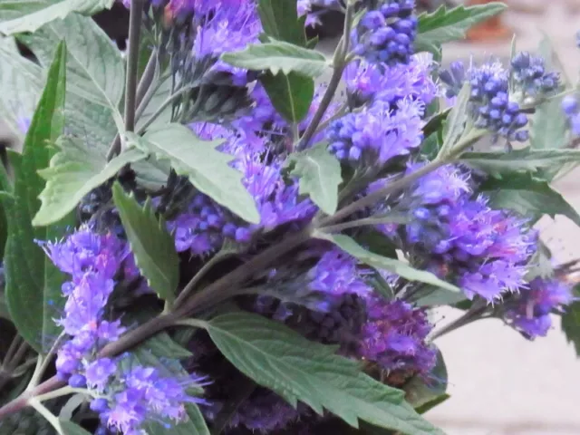 Bartblume , Caryopteris clandonensis "Heavenly Blue"  40-60 cm