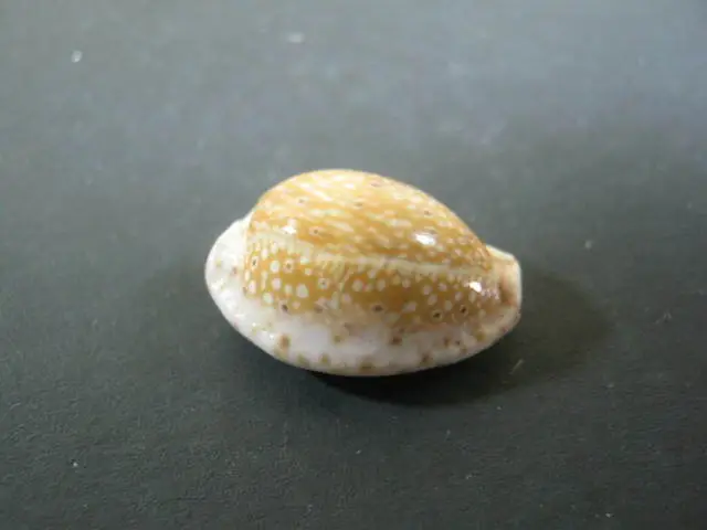 Cypraea Ocellata (Sea Snail) Shell From Muscat, Gulf of Oman 1975