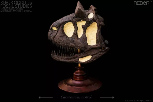 REBOR Oddities Fossil Studies Carnotaurus Sastrei Museum Class Skull