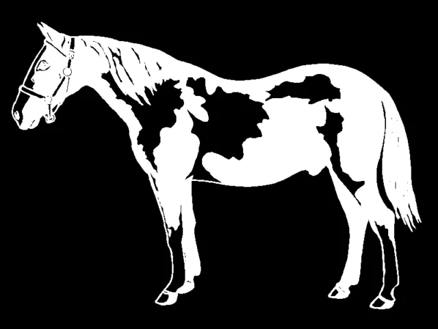 Pinto Horse Decal Equestrian car truck trailer window vinyl sticker graphic