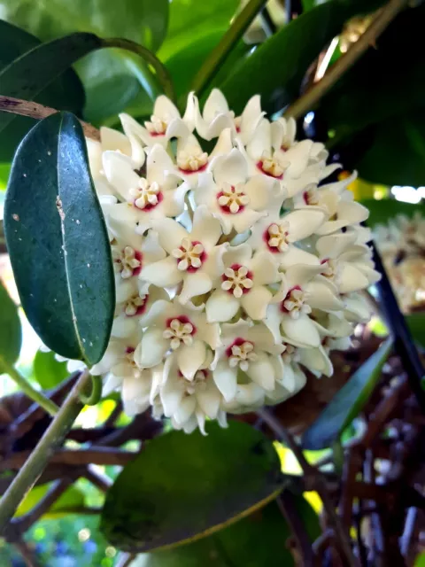 Hoya Australis/Fleur de cire /Waxvine – 20 graines/seeds - NEW HARVEST/RÉCOLTE