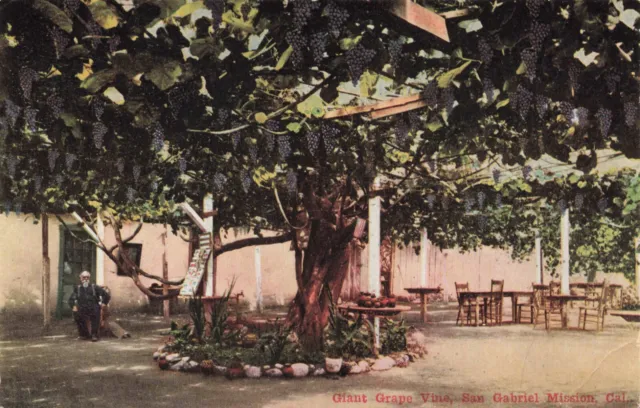 Postcard CA San Gabriel Mission Giant Grape Vines Tilton's Trolley Trip Old Man