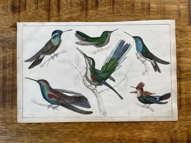 Antique and vintage 1850s Hand Coloured Hummingbirds Engraving Natural History