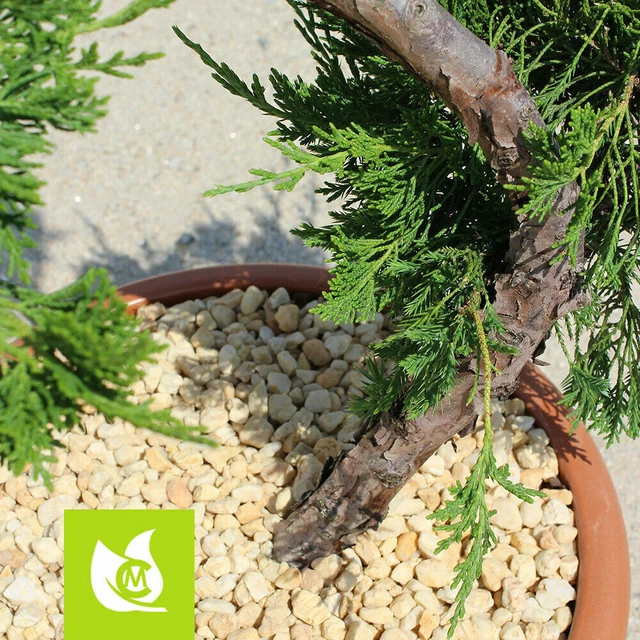 Taunus Quarz Kies, gelb, für Garten oder Dekoration
