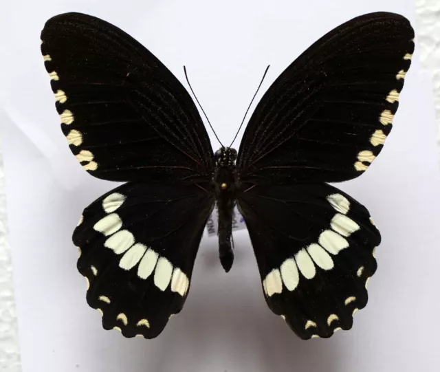 PAPILIO ALPHENOR NICANOR - unmounted butterfly